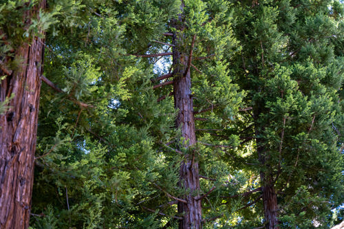 A midground photo of tall trees with thick, green canopies.