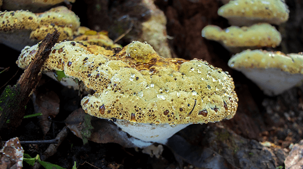 Pest And Disease Oak Bracket Sideimage 608X341