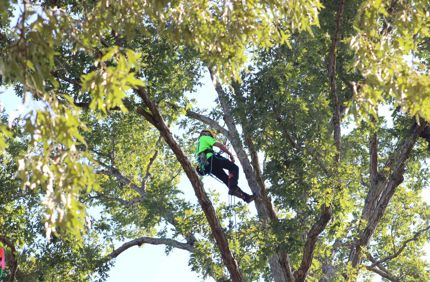 Tree Climbing Championship
