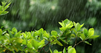 Tree leaves in rain