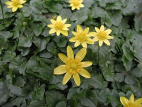 Lesser Celadine