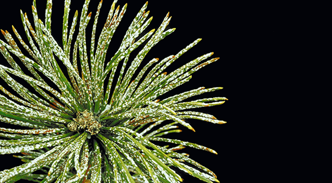 Scale Insect Identification & Control | Davey Tree