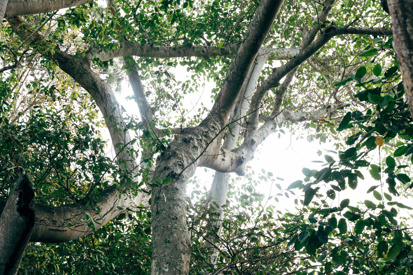 Tree branches with green foliage and a white sky behind it.