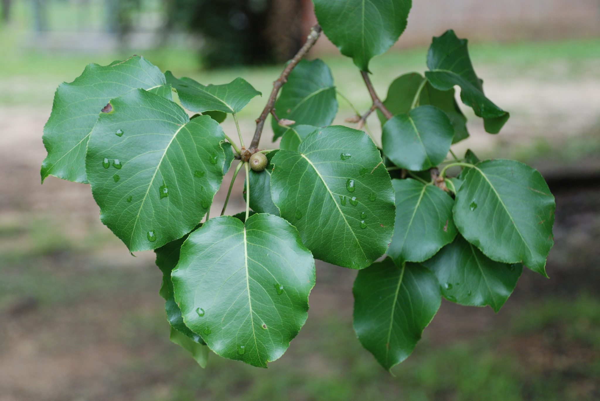 Bradford Pear