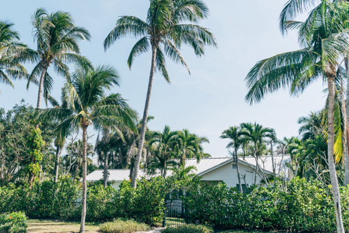An array of palm trees and bushes in front of a house with a blue sky above them.