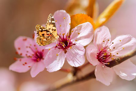 cherry blossom flower with a butterfly