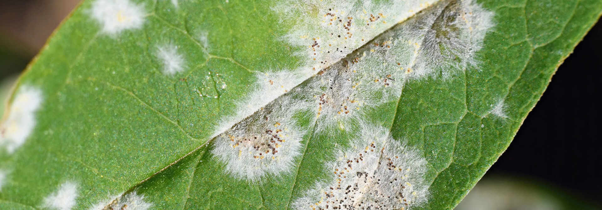Pest And Disease Powdery Mildew Trees And Shrubs Banner 1440X500