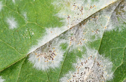 Pest And Disease Powdery Mildew Trees And Shrubs Banner 1440X500
