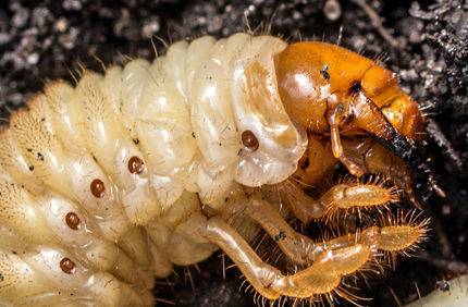 Pest And Disease Turf Grubs Banner 1440X500