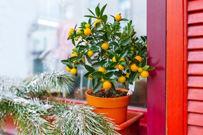 Potted fruit tree