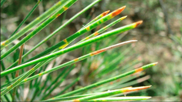 Pest And Disease Center Needle Blight Sideimage 608X341