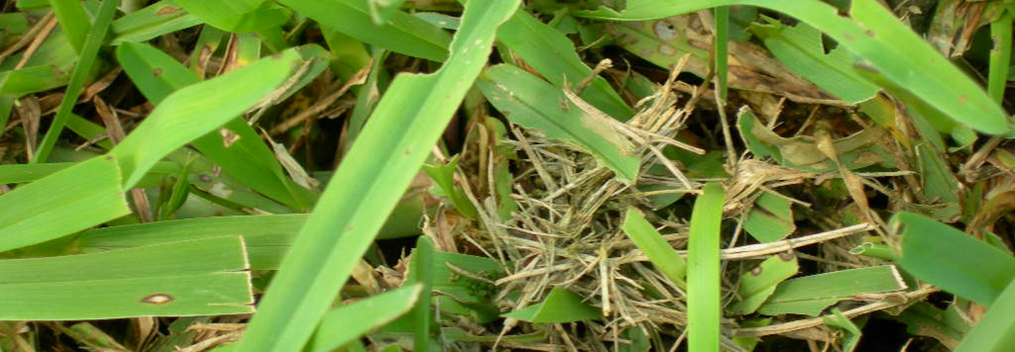 Pest And Disease Sod Webworm Banner 1440X5800