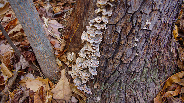 Pest And Disease Turkey Tail Sideimage 608X341