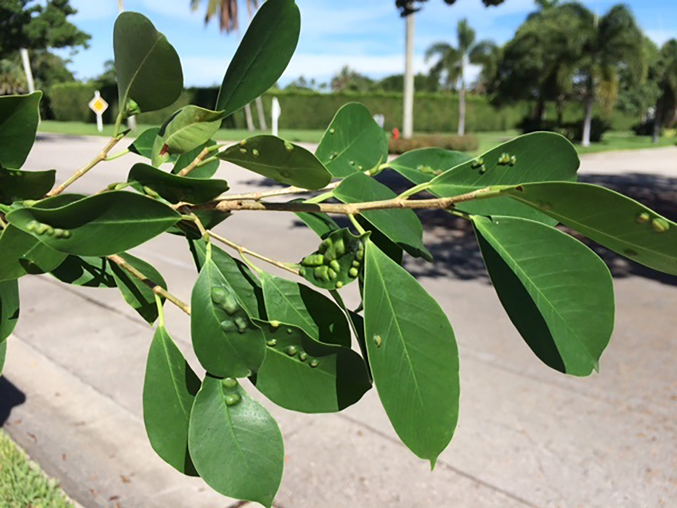 Ficus Blister Gall Wasp Check
