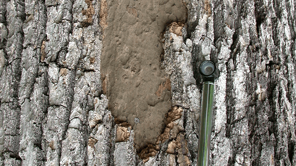Pest And Disease Hypoxylon Canker Of Oaks Sideimage3 608X341