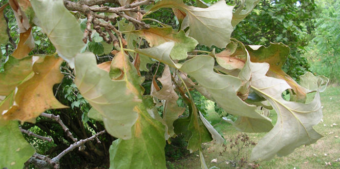 Oak Tree Insect Pod Tree Infestation Identification: Early Warning Signs | Davey Tree