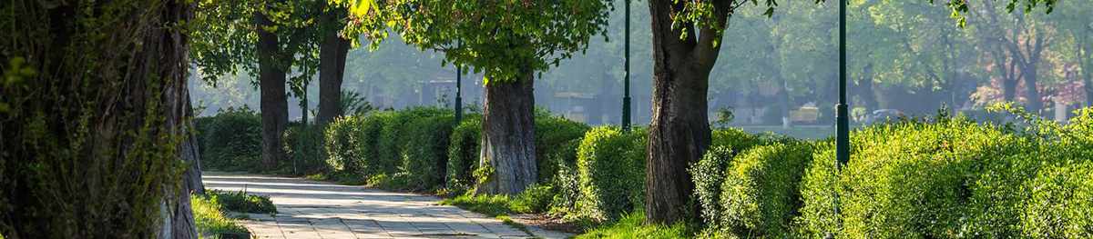 Smart Urban Forestry With Smart Tree Inventory | Davey Tree