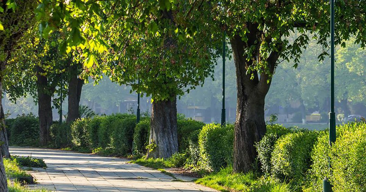 Smart Urban Forestry With Smart Tree Inventory | Davey Tree