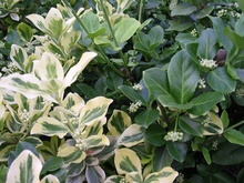 Euonymus Shrub