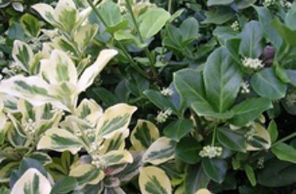 220Th Sm Fx8nkzv2nx97yvgz