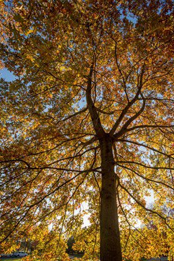 tree with orange and yellow leaves in the fall