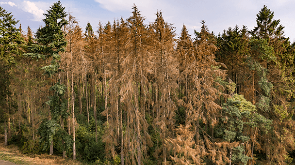 Pest And Disease Center Cytospora Canker Sideimage3 608X341