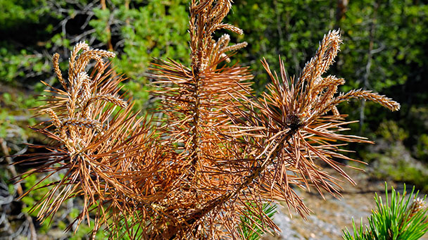 Pest And Disease Pine Tip And Pine Shoot Moth Sideimage3 608X341