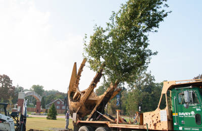 Large Tree Planting