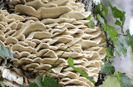 Pest And Disease Northern Tooth Fungus Banner 1440X500