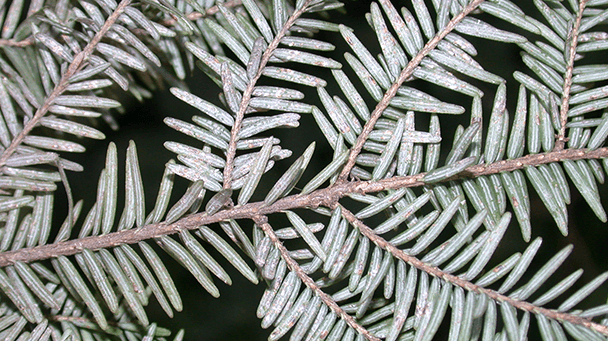 Pest And Disease Elongate Hemlock Scale Sideimage 608X341