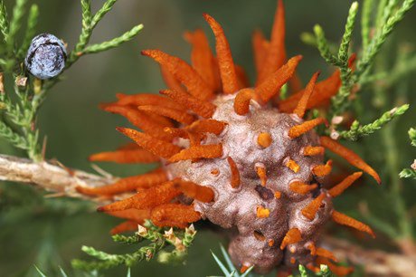 cedar apple rust fungus