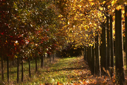 Two rows of trees with autumn-colored leaves and sunlight peaking through the branches.