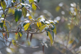 Green leaves stemming from a tree branch in the sunlight.