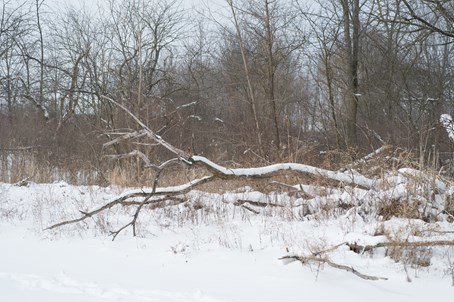 tree down after a snowstorm