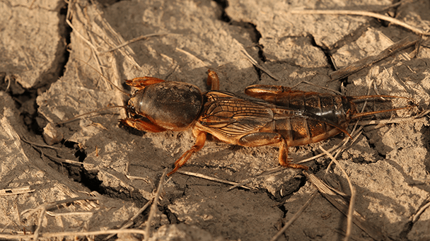 Pest And Disease Center Mole Crickets Sideimage 608X341
