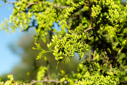 Keep Your Property Looking its Best, All Winter Long Davey Tree