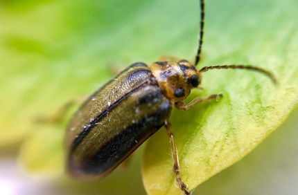 Elm Leaf Beetle 3750840 1280