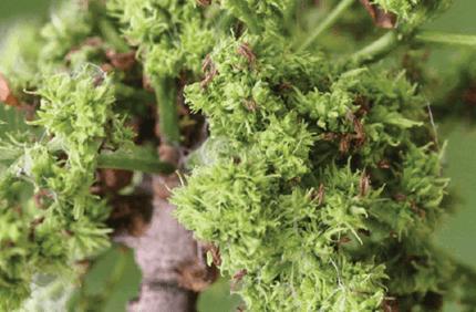 Pest And Disease Center Eriophyid Mites Banner 1440X500