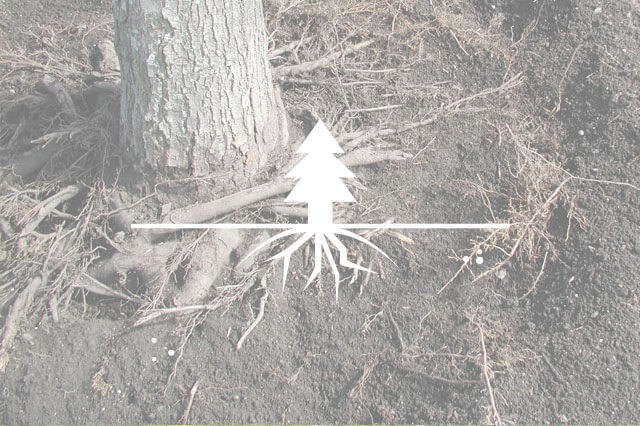 Root Space Alt 640X426