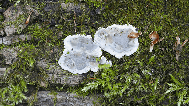 Pest And Disease Brittle Cinder Fungus Sideimage 608X341