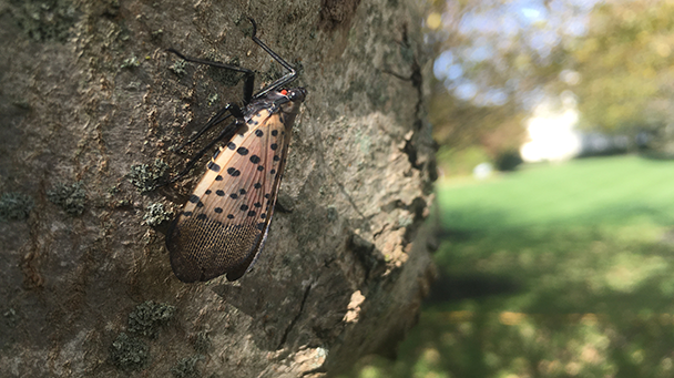 Commercial Blog Common Spring Tree Pests Sideimage3 608X341