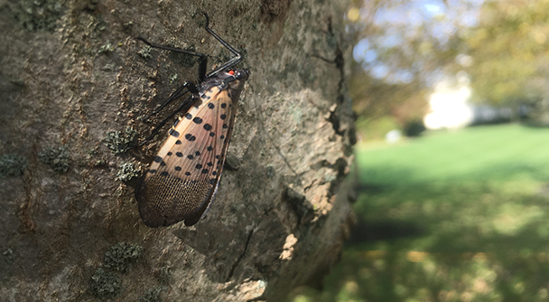 Common Spring Tree Pests by Region: How to Identify Tree Pests | Davey Tree