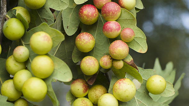 Pest And Disease Oak Galls Sideimage 608X341