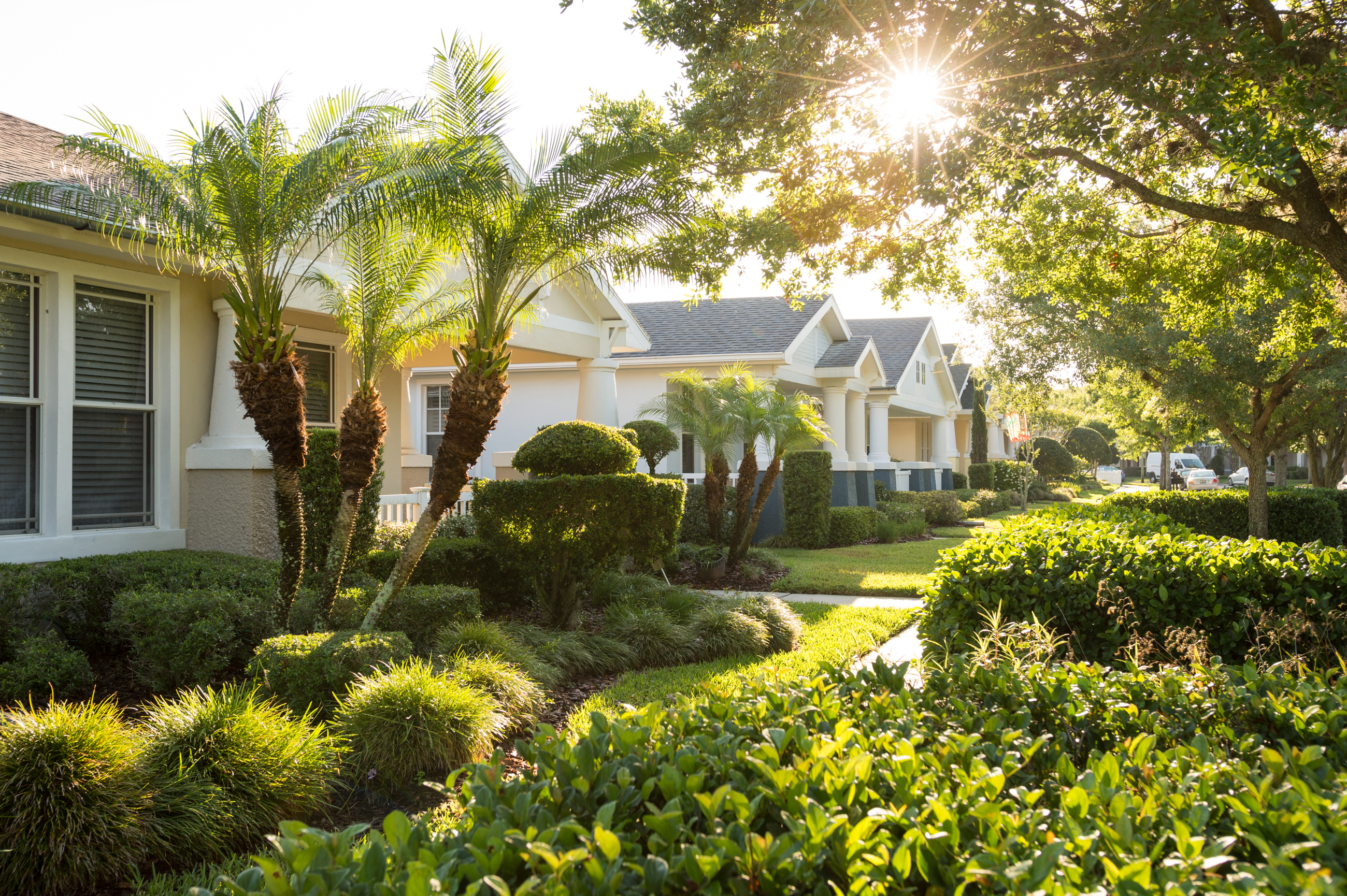 Tree Planting, Trimming & Pruning