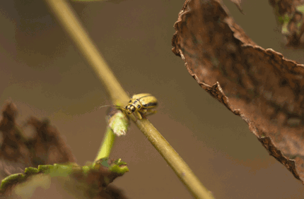 Pest And Disease Center Elm Leaf Beetle Banner 1440X500