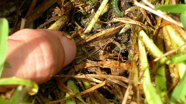 Pest And Disease Sod Webworm Sideimage2 608X341