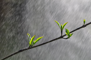 Branch with young leaves in the rain