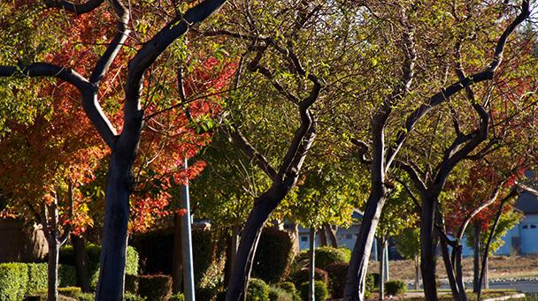 Project Profile Yuba City Urban Forest Master Plan Sideimage2 608X341