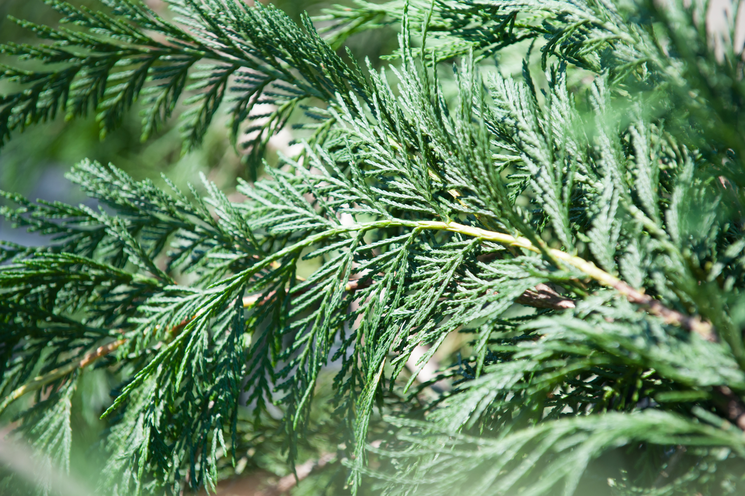20100520 Stock Nature D3 031 4256X2832 C4175bd