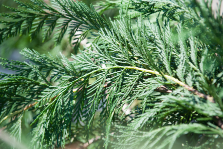 A close up of green evergreen branches and leaves.